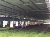 Công trình ĐMT áp mái nhà kho trại trồng nấm ở Long Phước-Bến Cầu-Tây Ninh